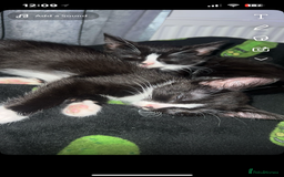 Mixed Breed cats for sale: 2 Female Kitten, must go together - Image 1