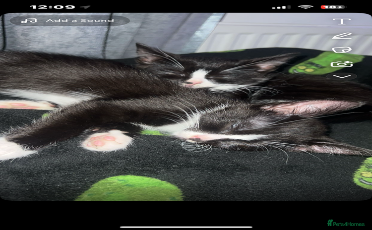 Mixed Breed cats - Advert 2