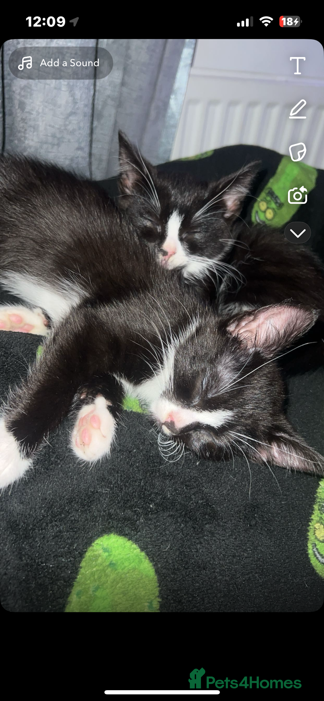 Mixed Breed cats for sale: 2 Female Kitten, must go together - Image 1