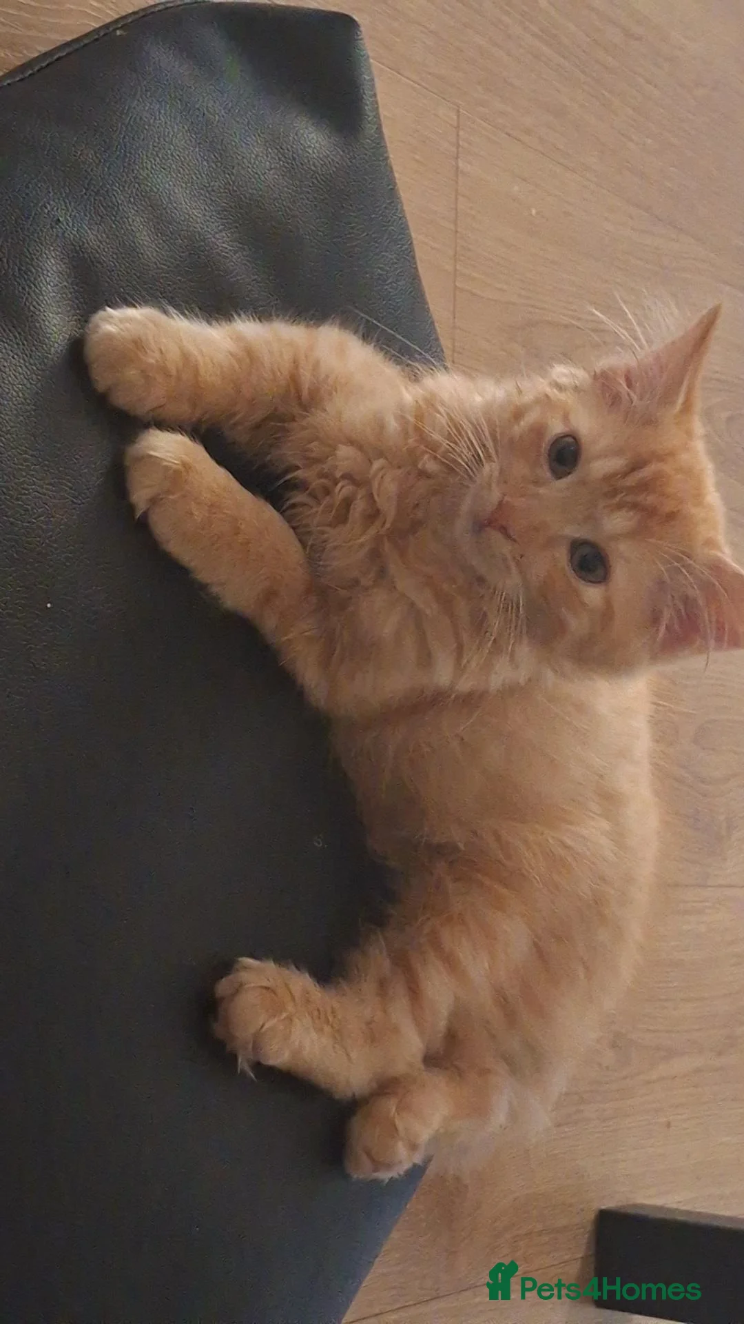 Ragcoon cats for sale: 1 boy looking for his forever home  in Annan - Advert 2
