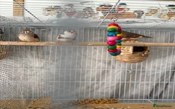 Canaries birds for sale: Bird Cage and Birds - Image 5