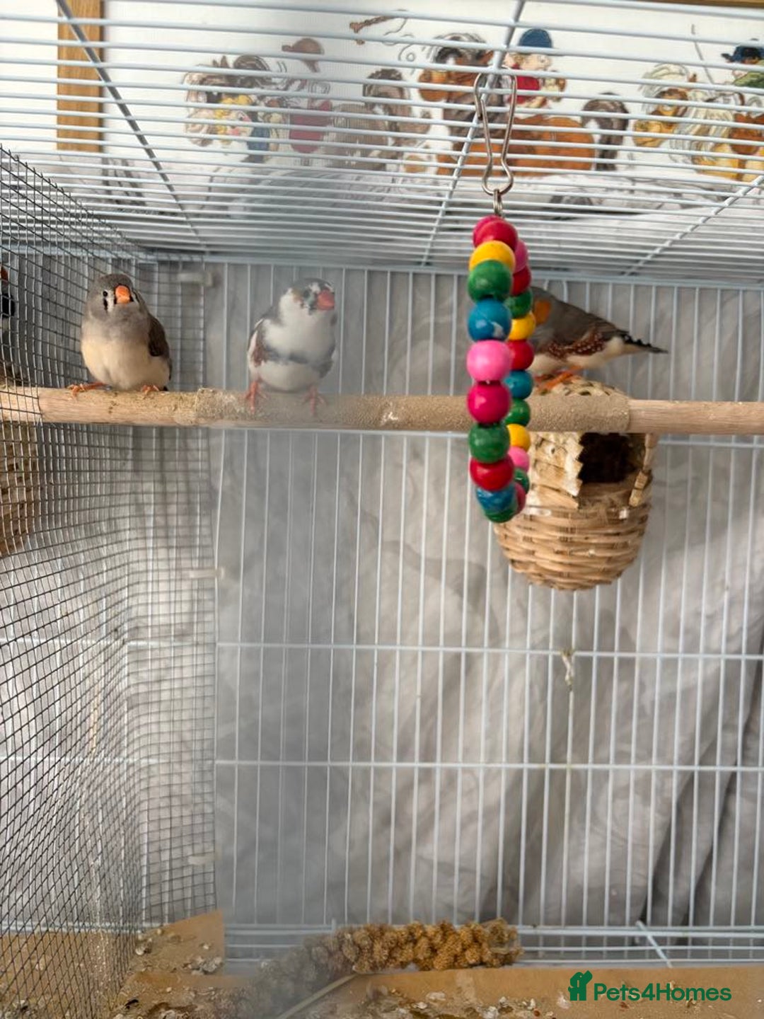 Canaries birds for sale: Bird Cage and Birds - Image 5