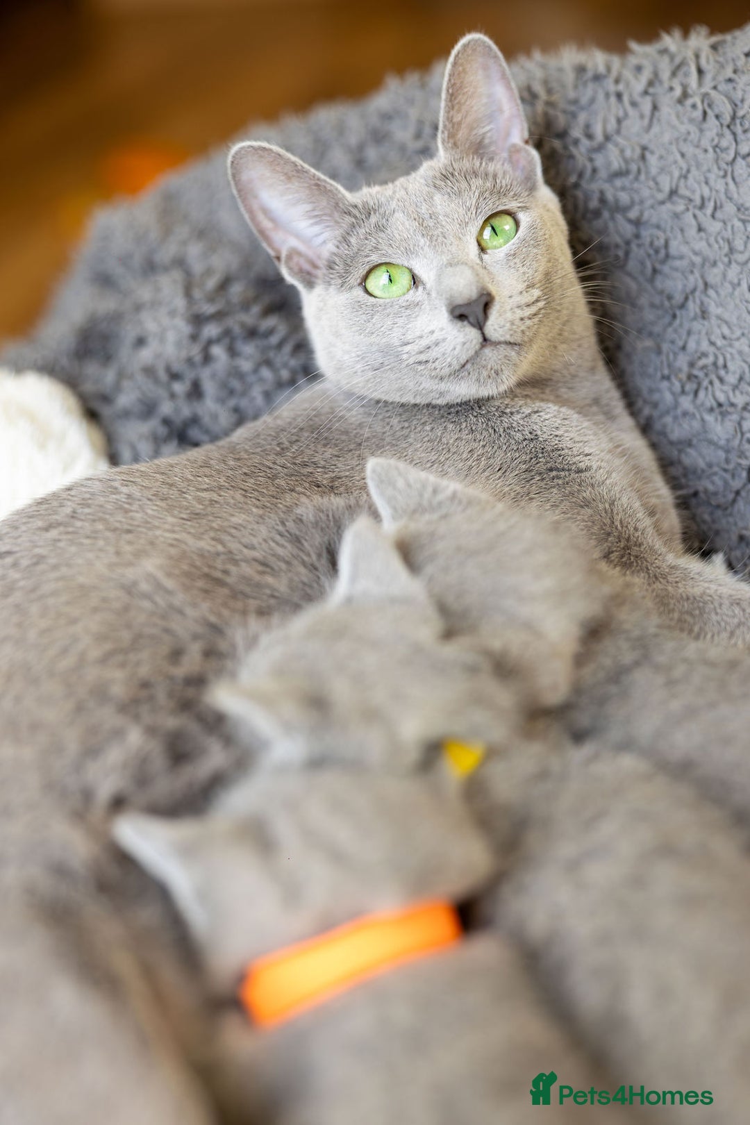 Russian Blue cats for sale: Pure Russian Blue Kittens, Silver Coat Green Eyes  - Advert 6