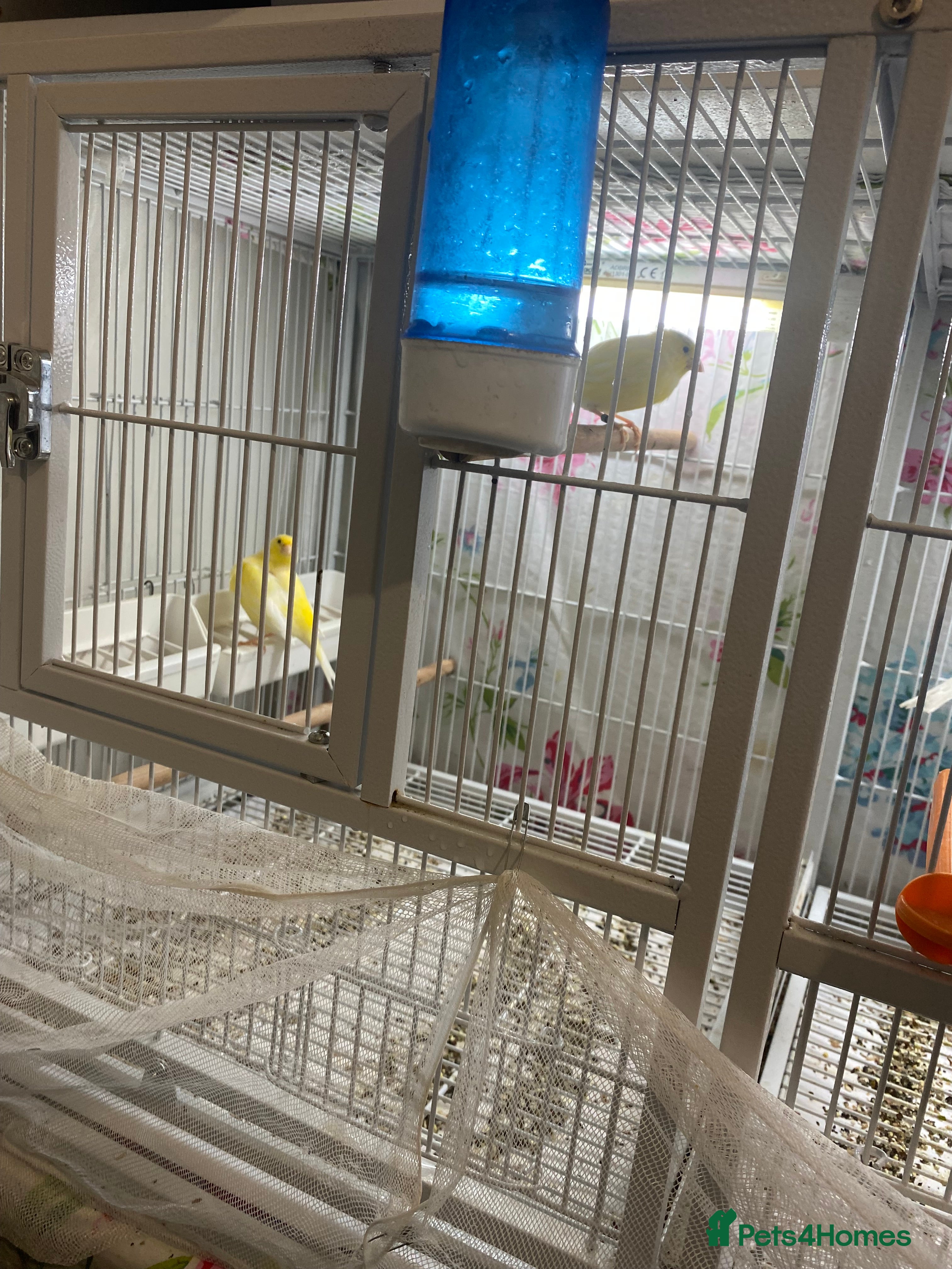 Canaries birds 4 waterslagger Canary  - Advert 1