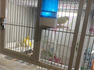 Canaries birds 4 waterslagger Canary - Advert 1