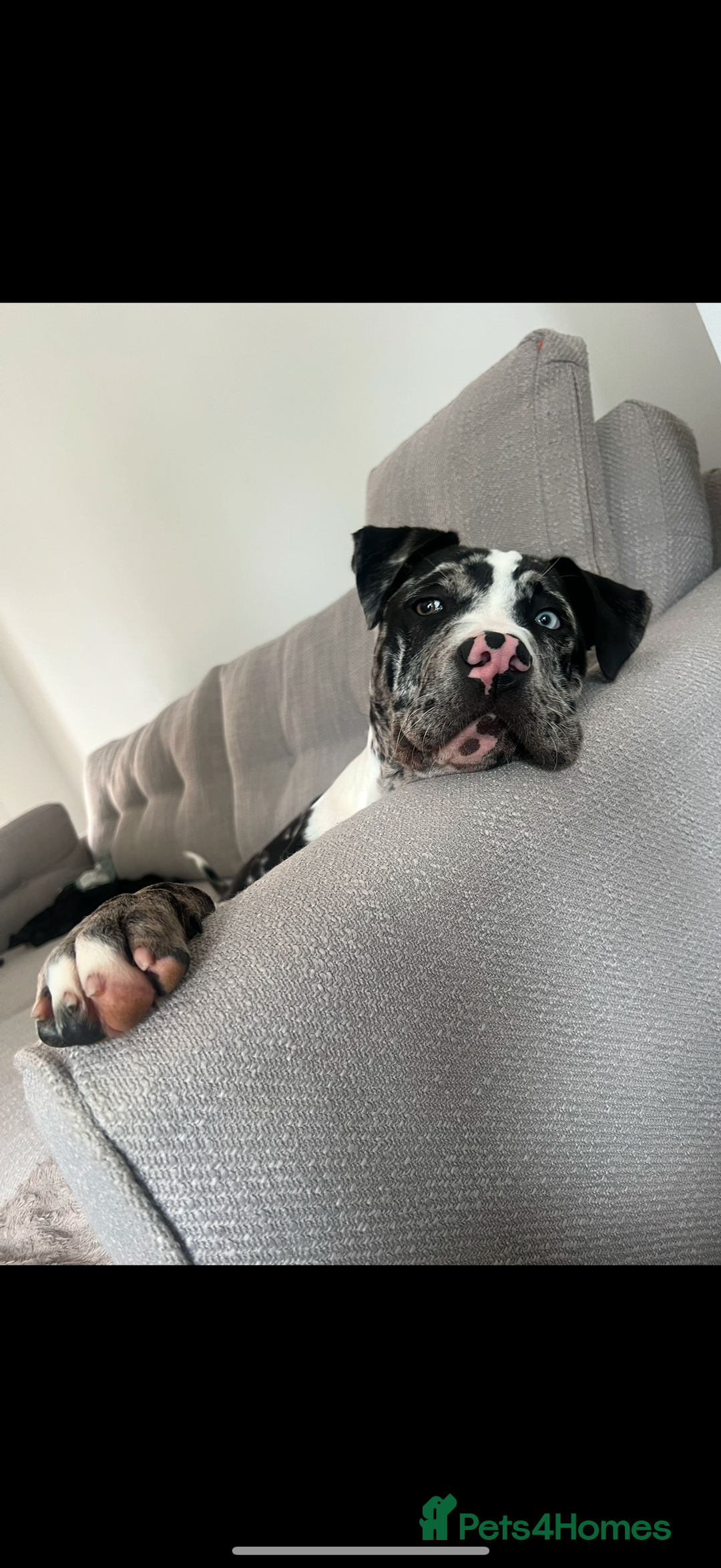 Mixed Breed dogs for sale: Loving Dog Looking for a New Home - Image 2