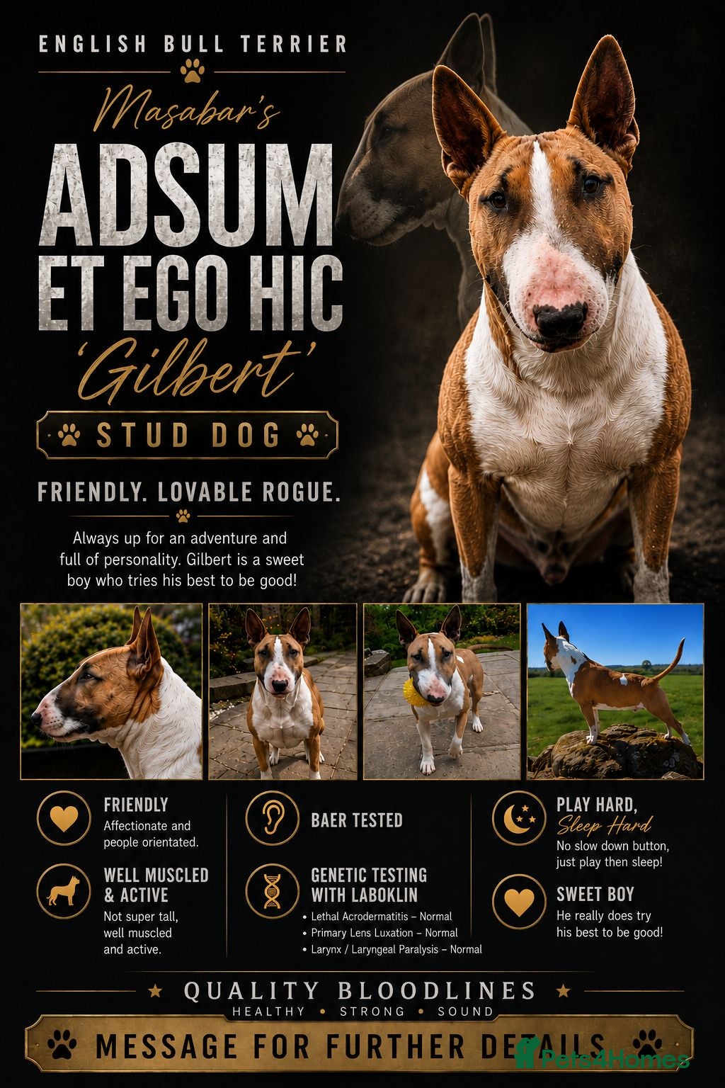Bull Terrier dogs English Bull Terrier for Stud - Advert 4