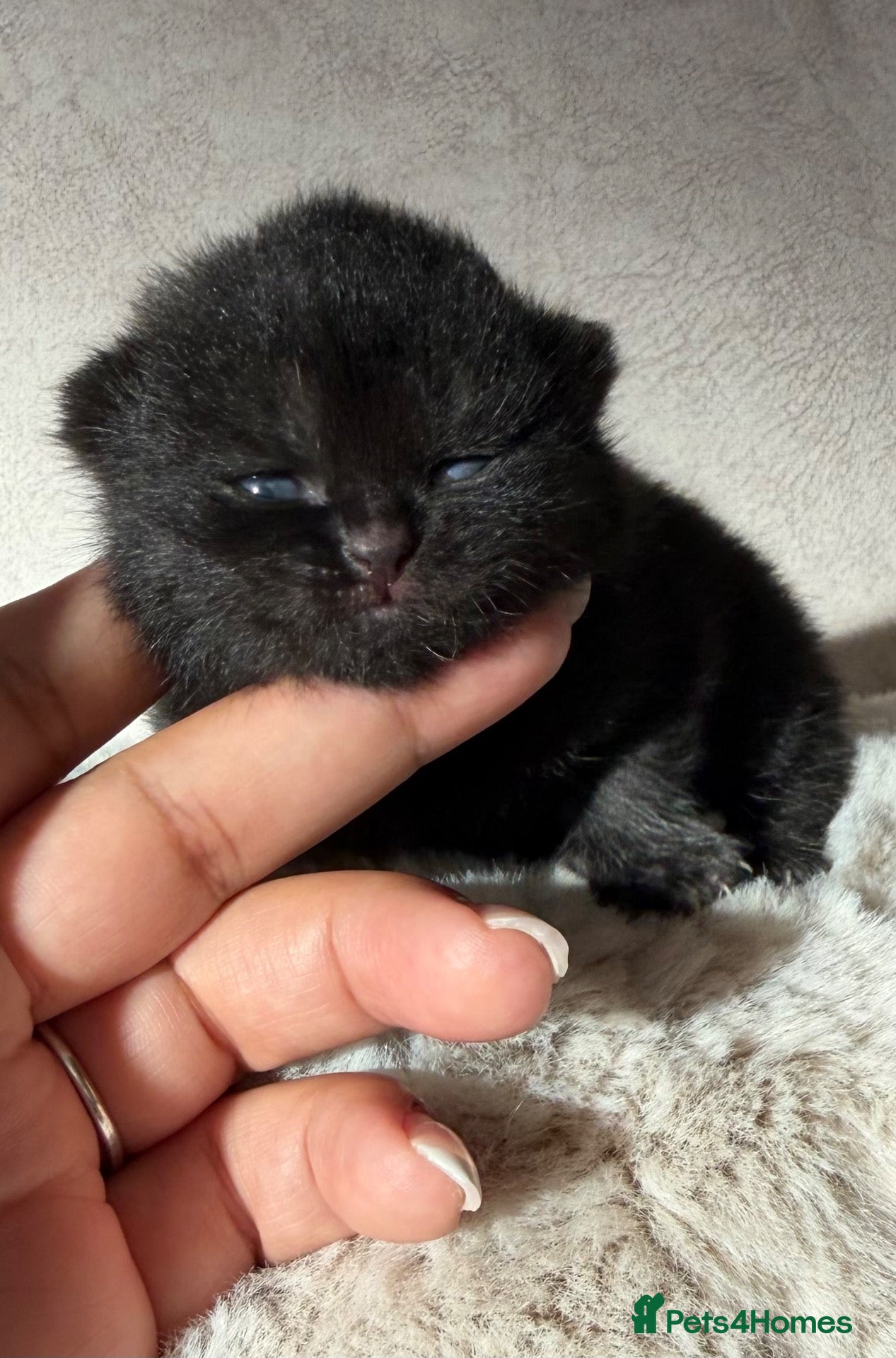 British Shorthair cats Exceptional quality British shorthair kittens  - Advert 2