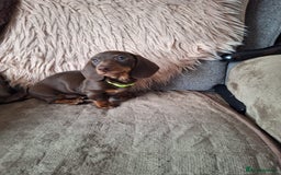 Dachshund dogs for sale: x2 Miniature Dachshund pups for sale  - Image 6