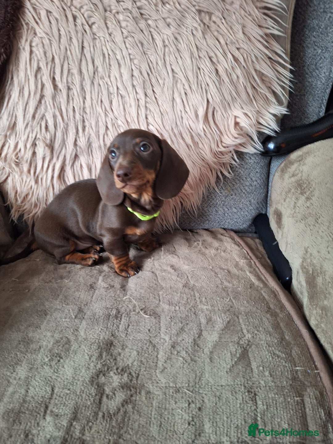 Dachshund dogs for sale: x2 Miniature Dachshund pups for sale  - Image 6