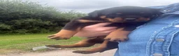 Rottweiler dogs for sale: Stunning KC Registered Rottweilers - Advert 3