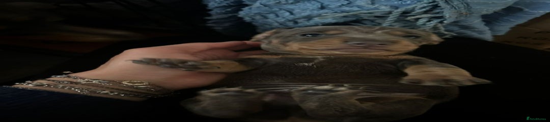 Miniature Dachshund Puppy 2