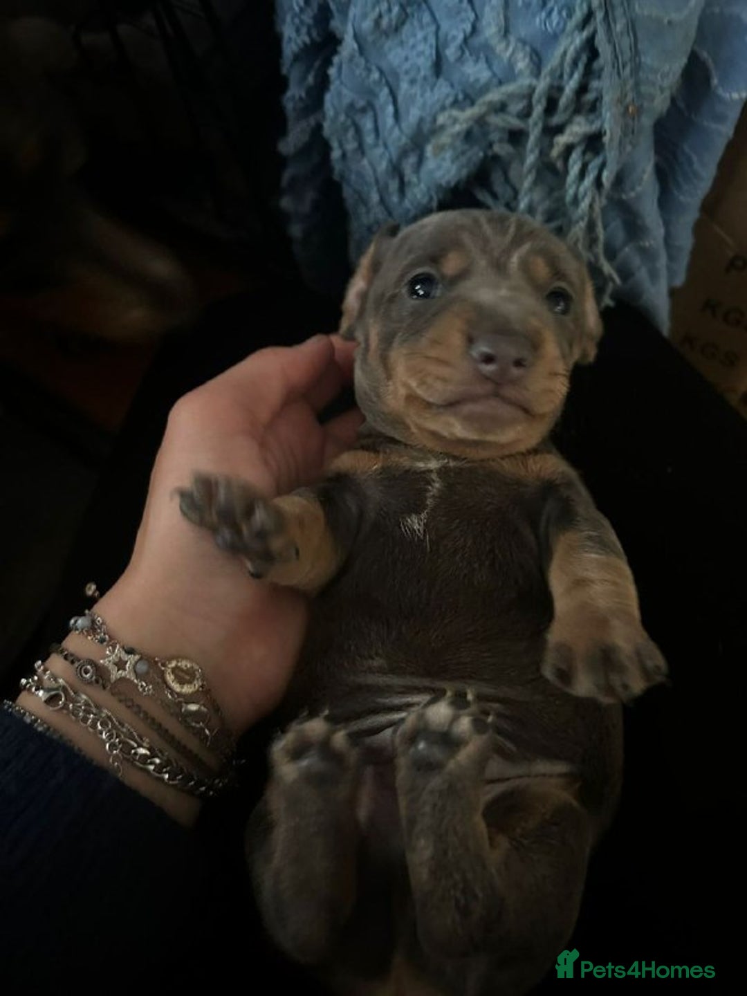 Miniature Dachshund dogs for sale: LOVELY MINIATURE DACHSHUND PUPPIES - Image 5