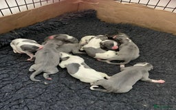 Whippet dogs for stud: Proven KC registered blue whippet for stud in Doncaster - Image 13