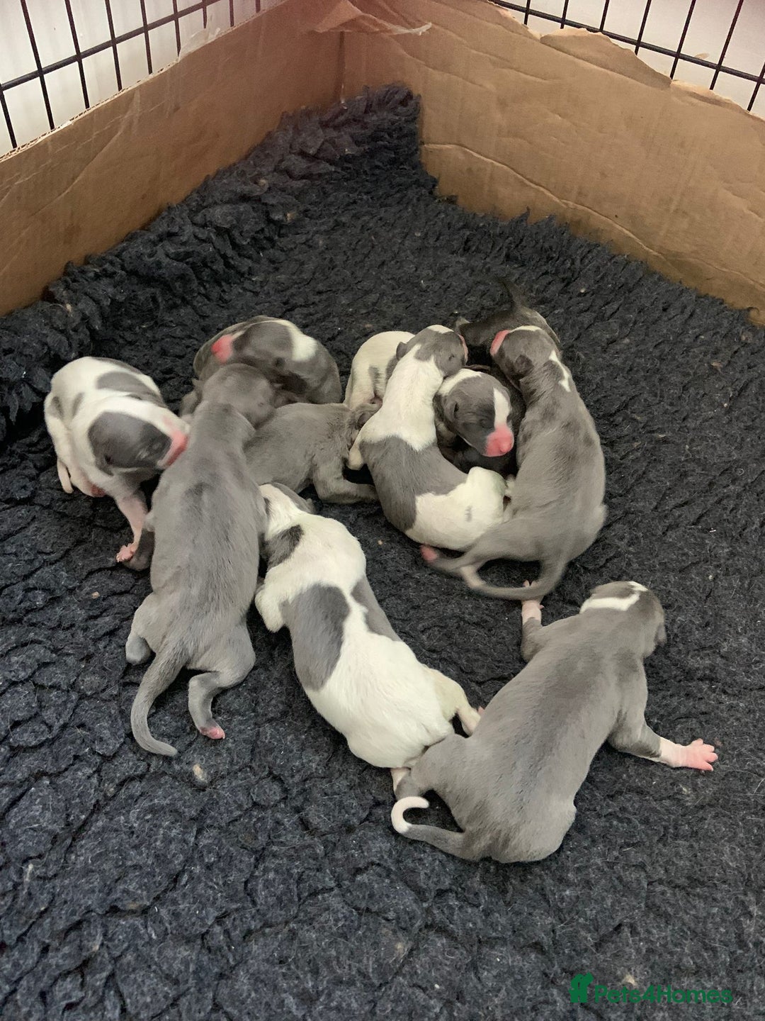 Whippet dogs for stud: Proven KC registered blue whippet for stud in Doncaster - Image 13