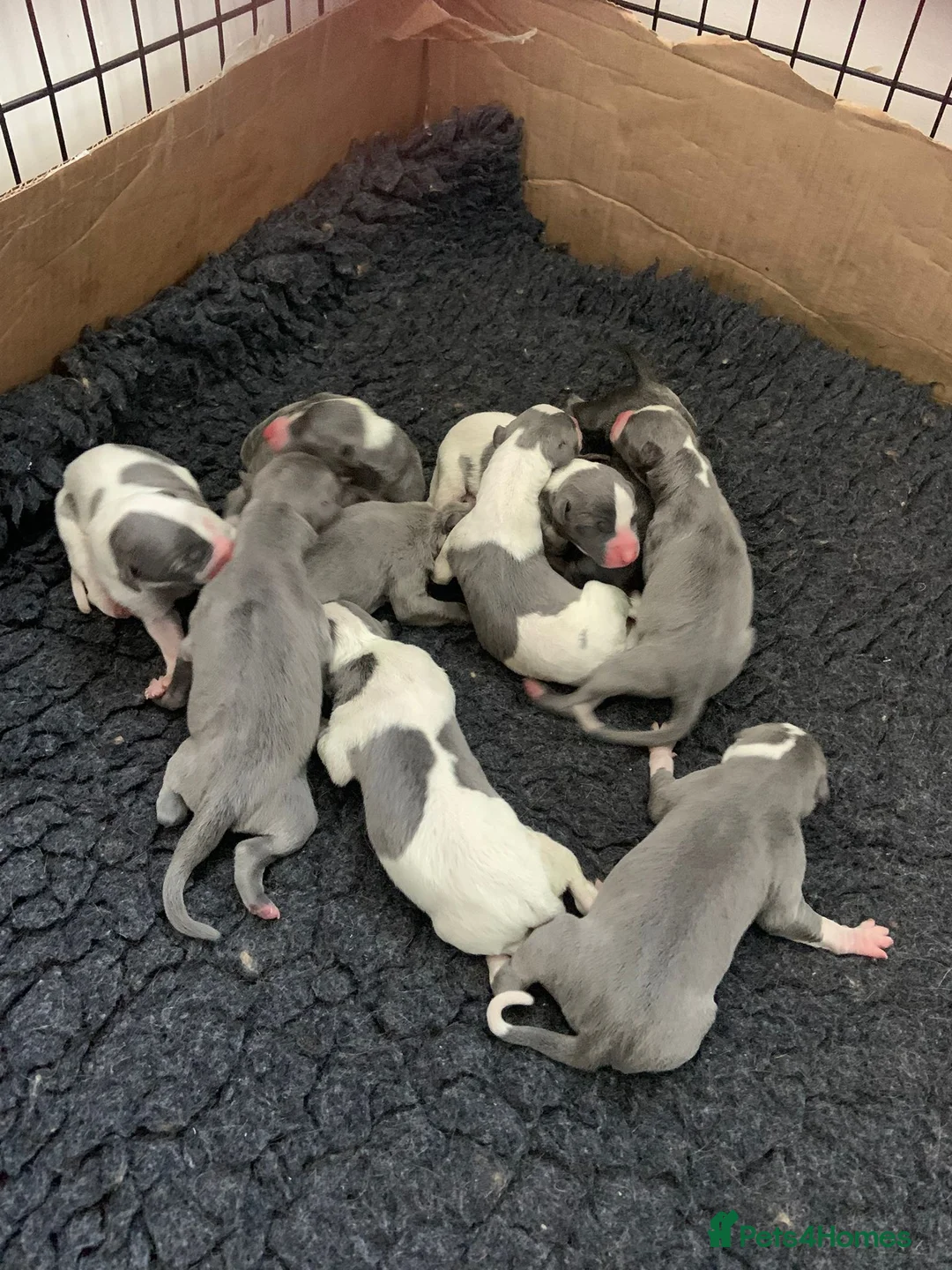 Whippet dogs for stud: Proven KC registered blue whippet for stud in Doncaster - Advert 15