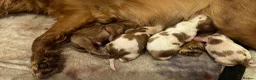 Cavalier King Charles Spaniel dogs for sale: 7 beautiful cavalier King Charles spaniel in Wigston - Advert 3