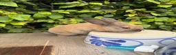 Mixed Breed rabbits for sale: Lovely Rabbit Looking for a New Home - Advert 8