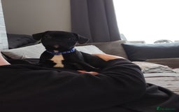 French Bulldog dogs for sale: French bulldog puppies  - Image 5