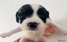 Sprocker dogs for sale: Sprocker/Cocker Puppies - Image 8