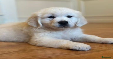 Golden Retriever dogs - Advert 9