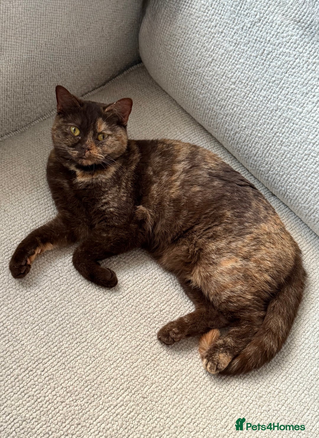 British Shorthair cats for sale: Beautiful chocolate tortie British shorthair girl  - Advert 6