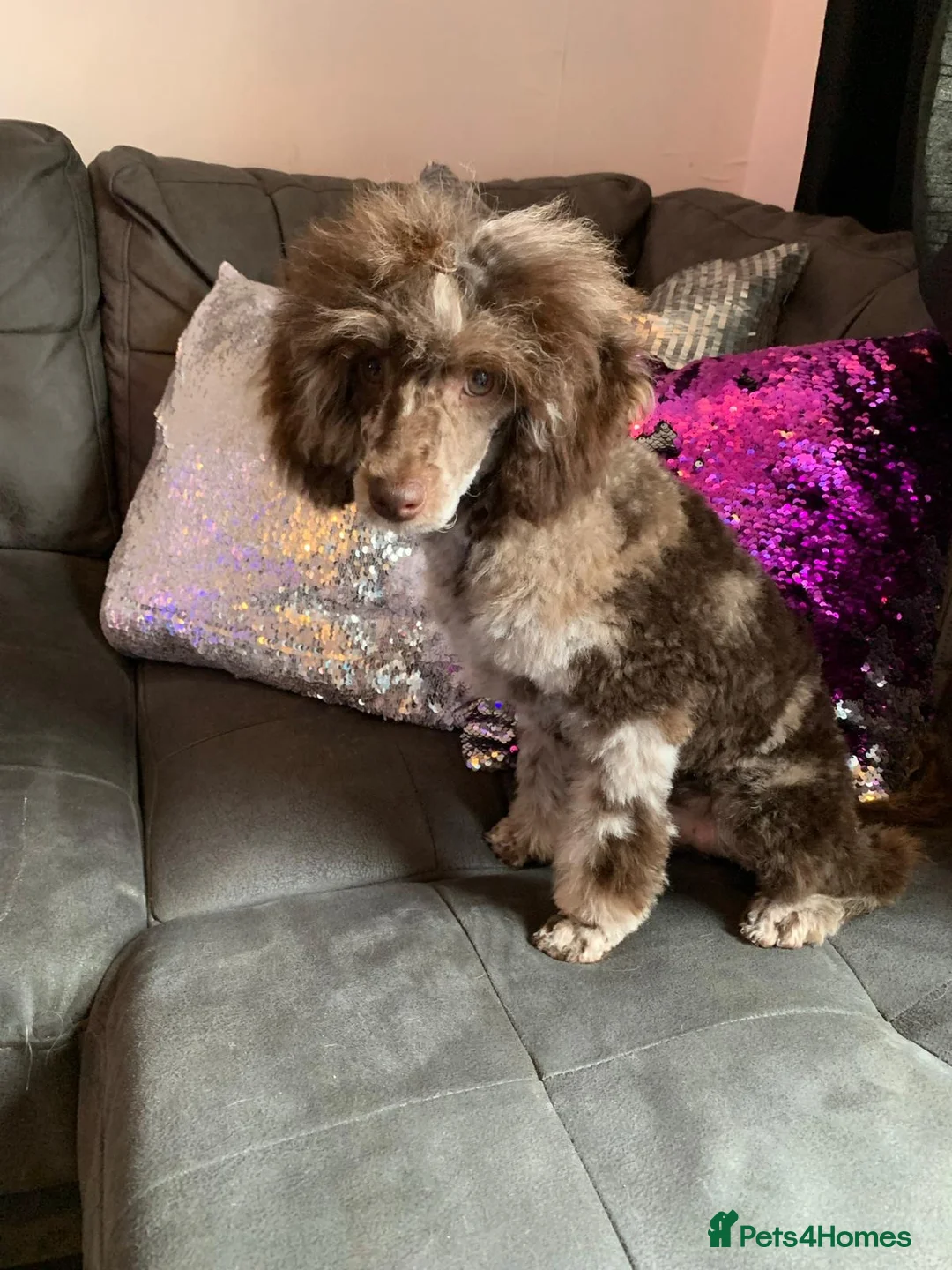 Toy Poodle dogs for stud: EXTENSIVELY DNA CLEAR BROWN MERLE POODLE STUD  in Hoddesdon - Advert 8