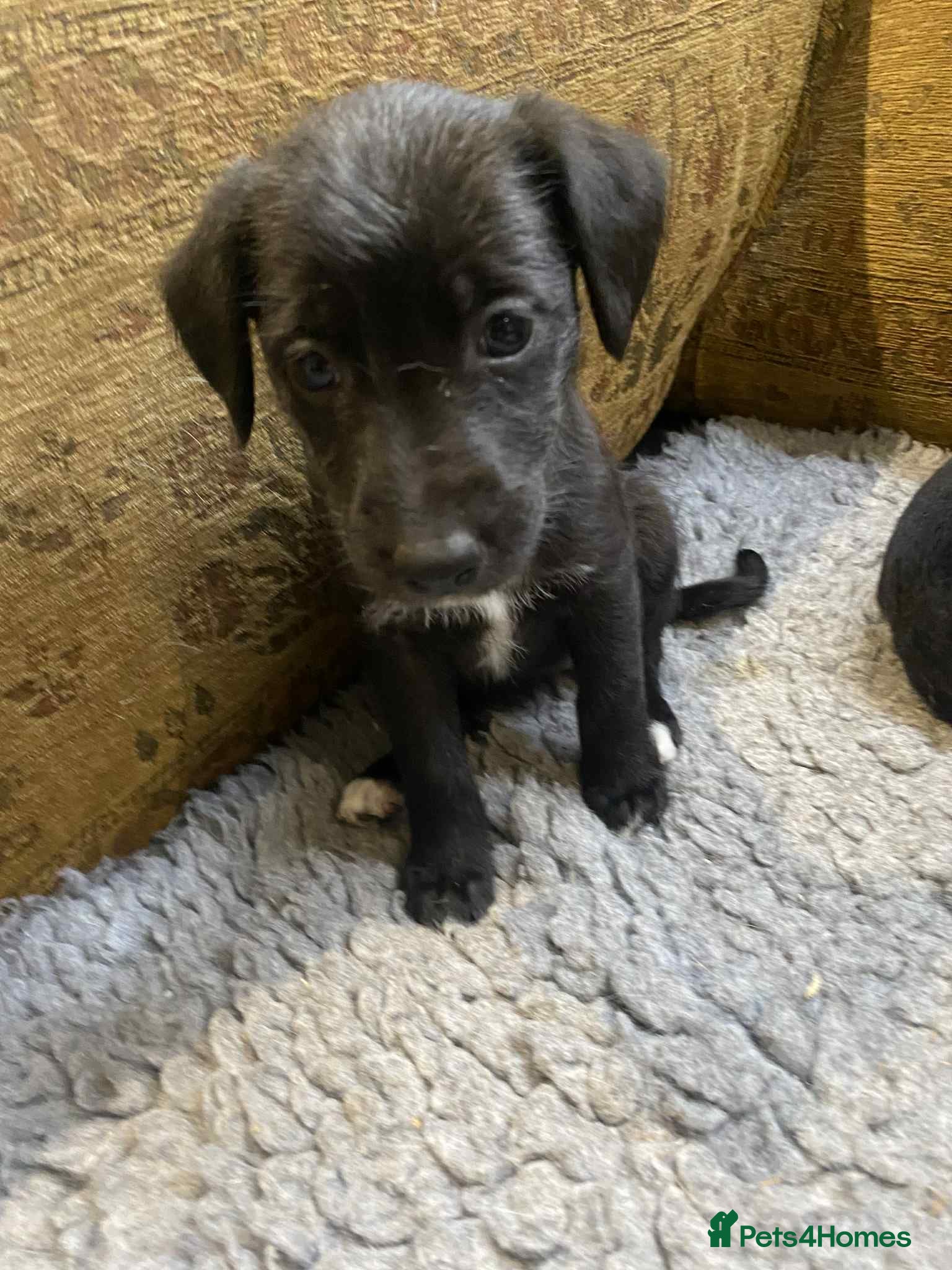 Mixed Breed dogs F1 BEDLINGTON X WHIPPETS - Advert 3