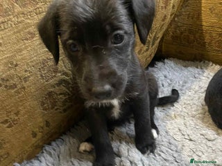 Mixed Breed dogs F1 BEDLINGTON X WHIPPETS - Advert 10