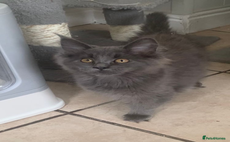 Maine Coon cats - Advert 2