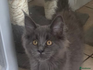 Maine Coon cats - Advert 2