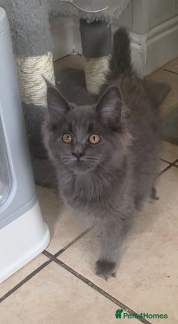 Maine Coon cats - Advert 2