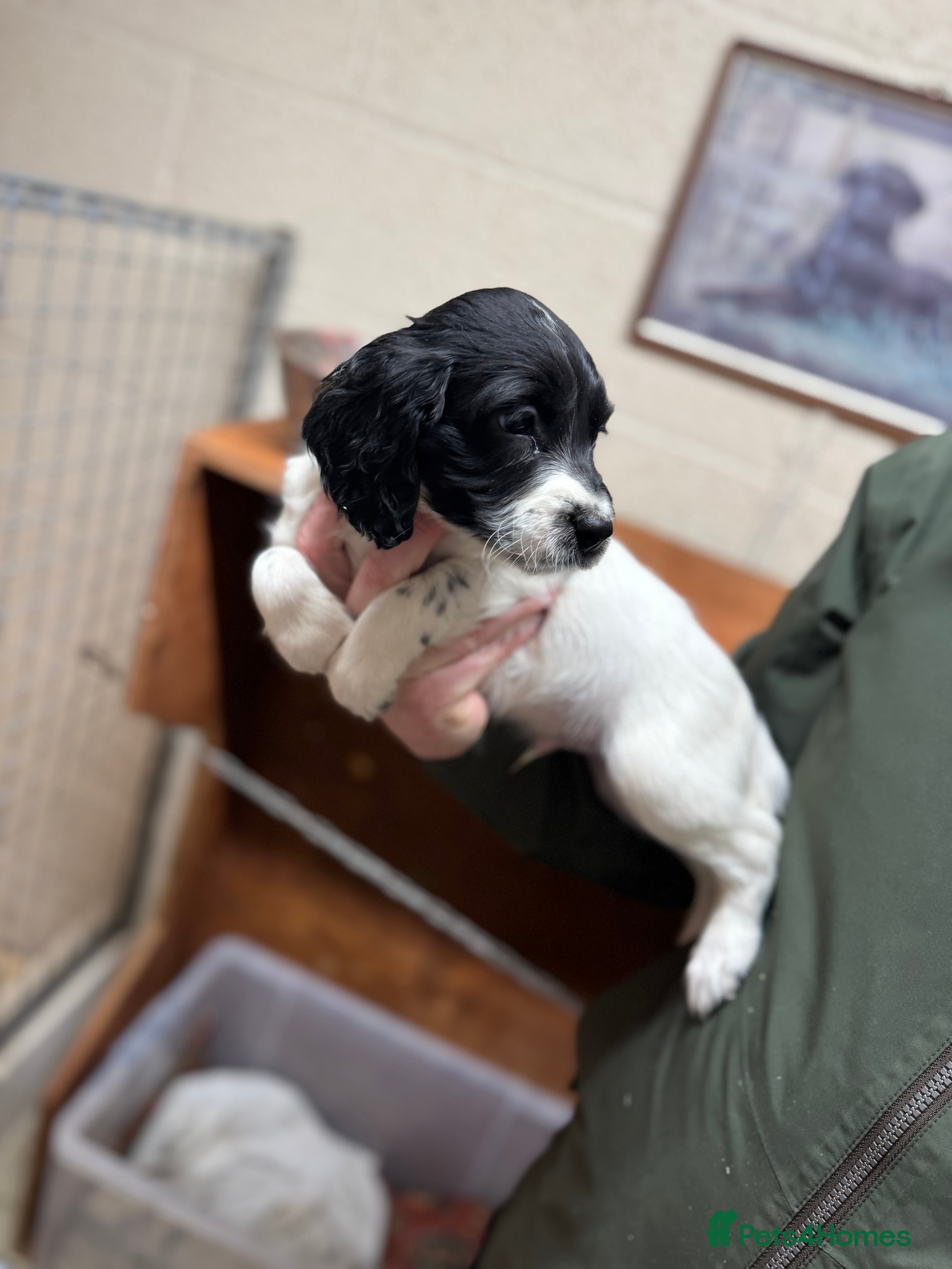 English Springer Spaniel dogs 1 male KC Working springer spaniels ready now! - Advert 1