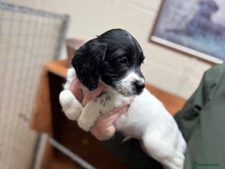 English Springer Spaniel dogs 1 male KC Working springer spaniels ready now! - Advert 1