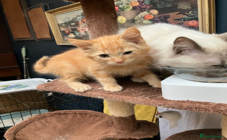 RagaMuffin cats - Advert 1