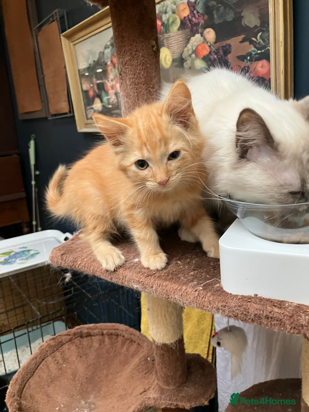 RagaMuffin cats for sale: Fluffy boys  - Image 1
