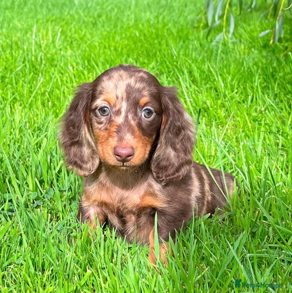 Dachshund dogs Gorgeous long haired miniature dachshund puppies  - Advert 5
