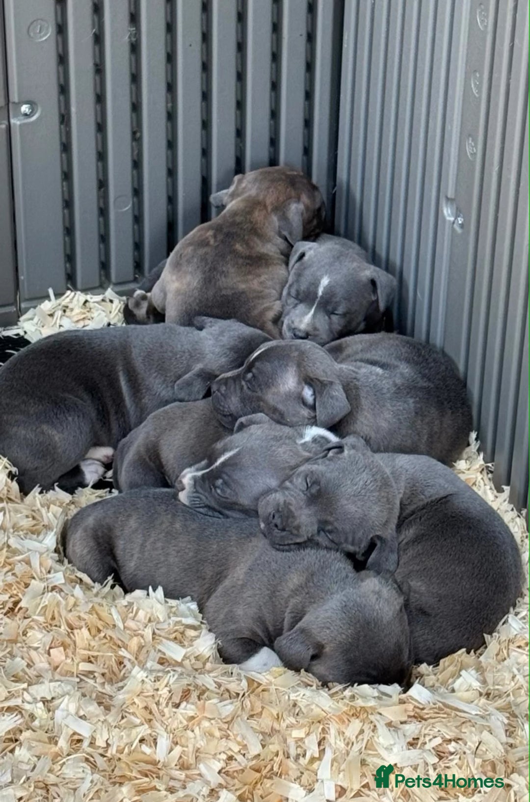 Staffordshire Bull Terrier dogs for sale: Stunning litter of Staffs - Image 12