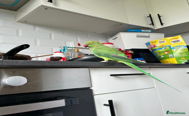 Ringnecks birds - Advert 3