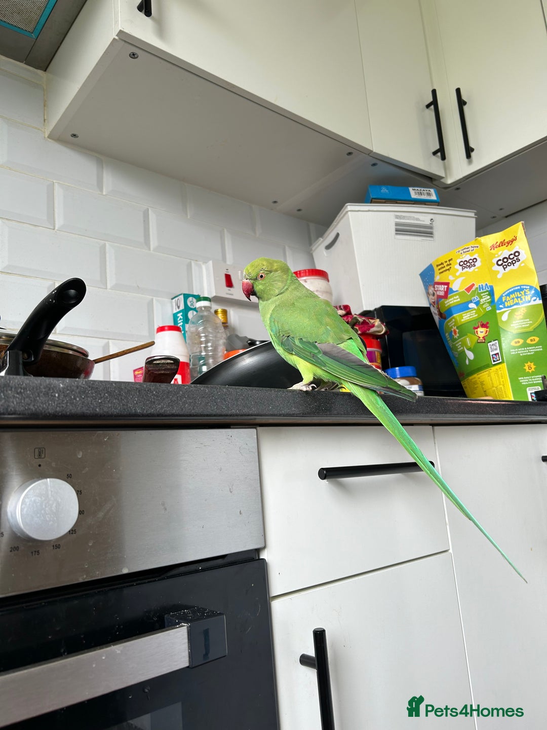 Ringnecks birds for sale: Selling an Indian ringneck!!😊 - Image 1