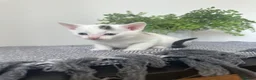 Mixed Breed cats for sale: 1 REMAINING | KITTEN 4 | MALE £50 - Advert 11
