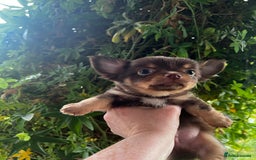 Chihuahua dogs for sale: *** Amazing quality very small Chihuahua’s *** - Image 8