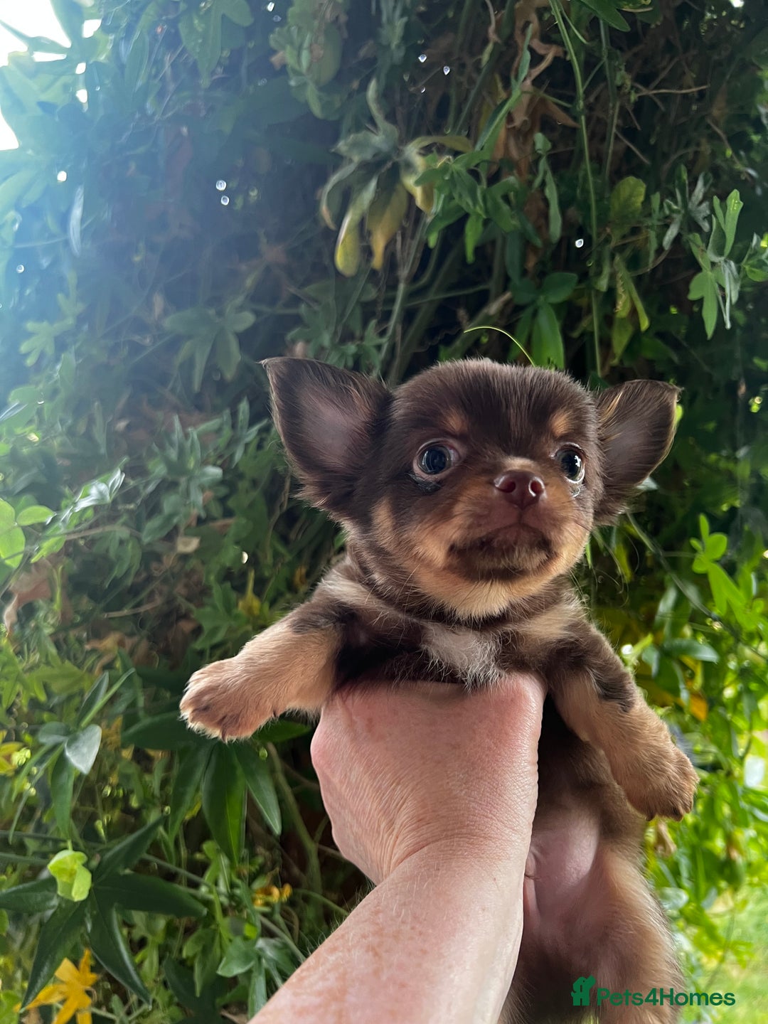 Chihuahua dogs for sale: *** Amazing quality very small Chihuahua’s *** - Image 8