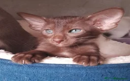 Oriental cats for sale: Pedigree Oriental Siamese kittens GCCF reg - Image 24