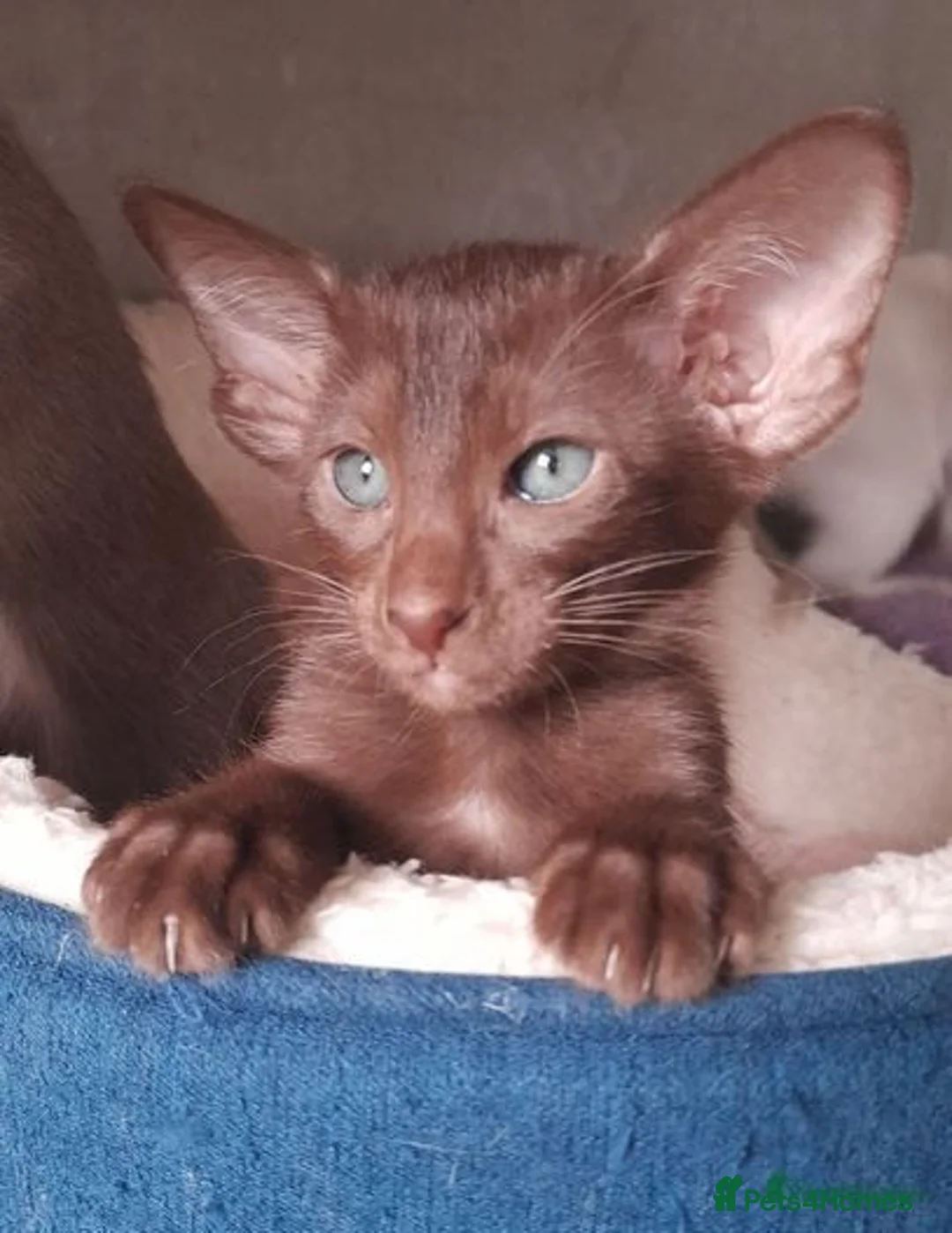 Oriental cats for sale: Pedigree Oriental Siamese kittens GCCF reg - Image 24