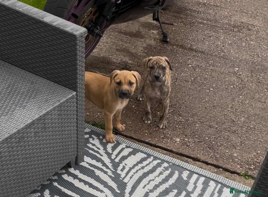 Staffordshire Bull Terrier dogs for sale: Beautiful Staffy pups - Image 16