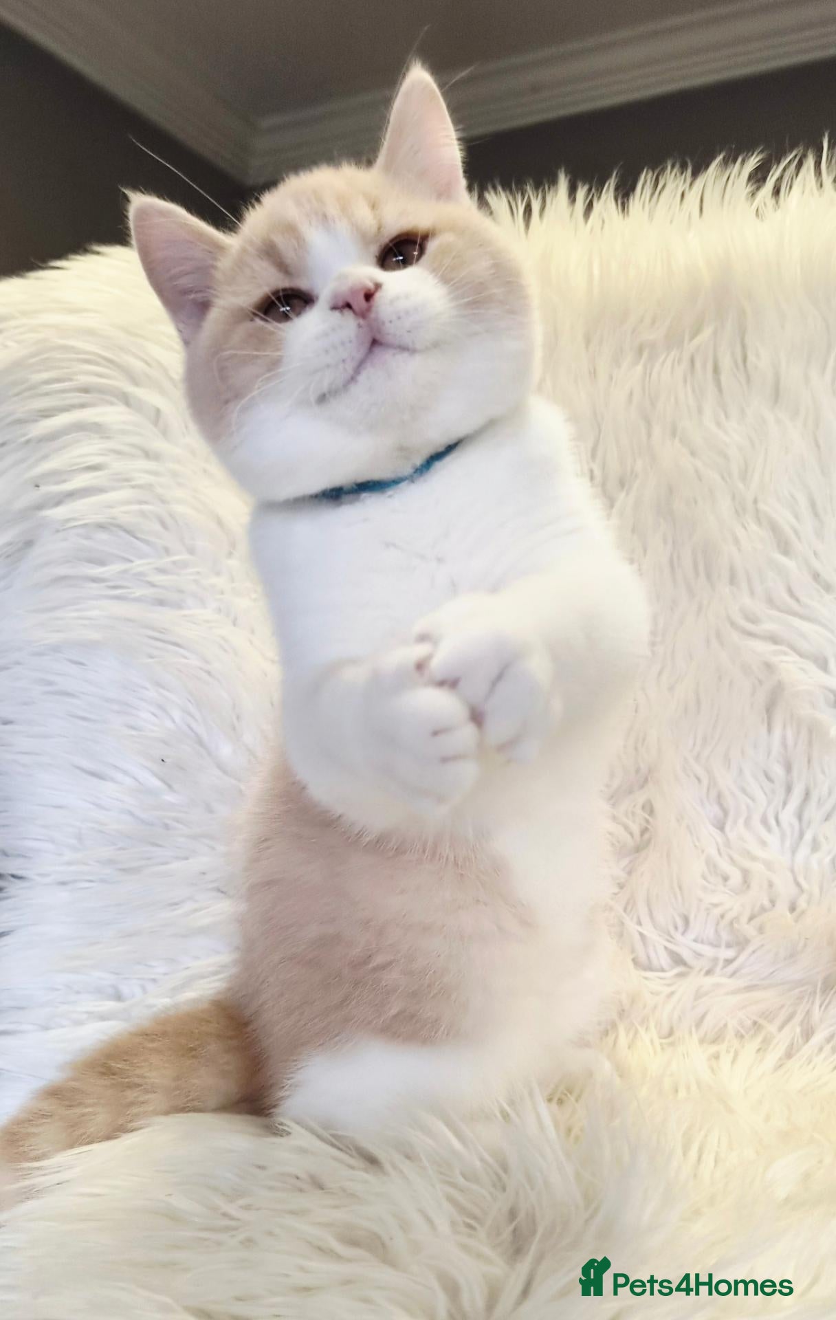 British Shorthair cats Gorgeous British shorthair kittens  - Advert 8
