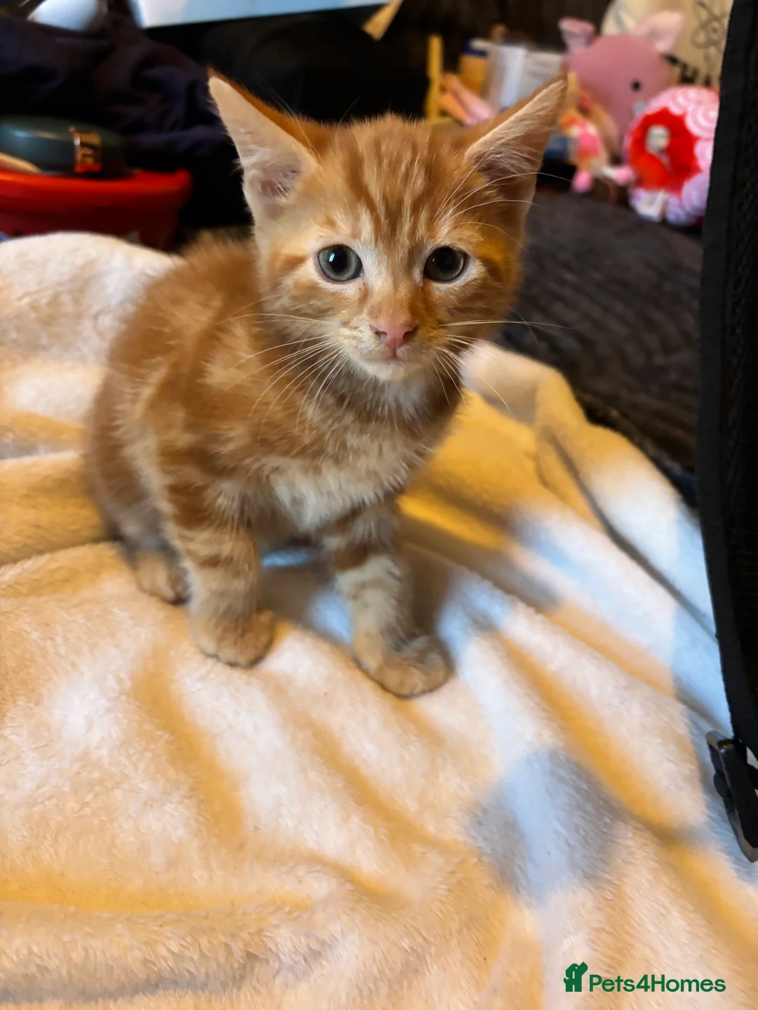 British Shorthair cats for sale: British short hair ginger boy - Advert 2