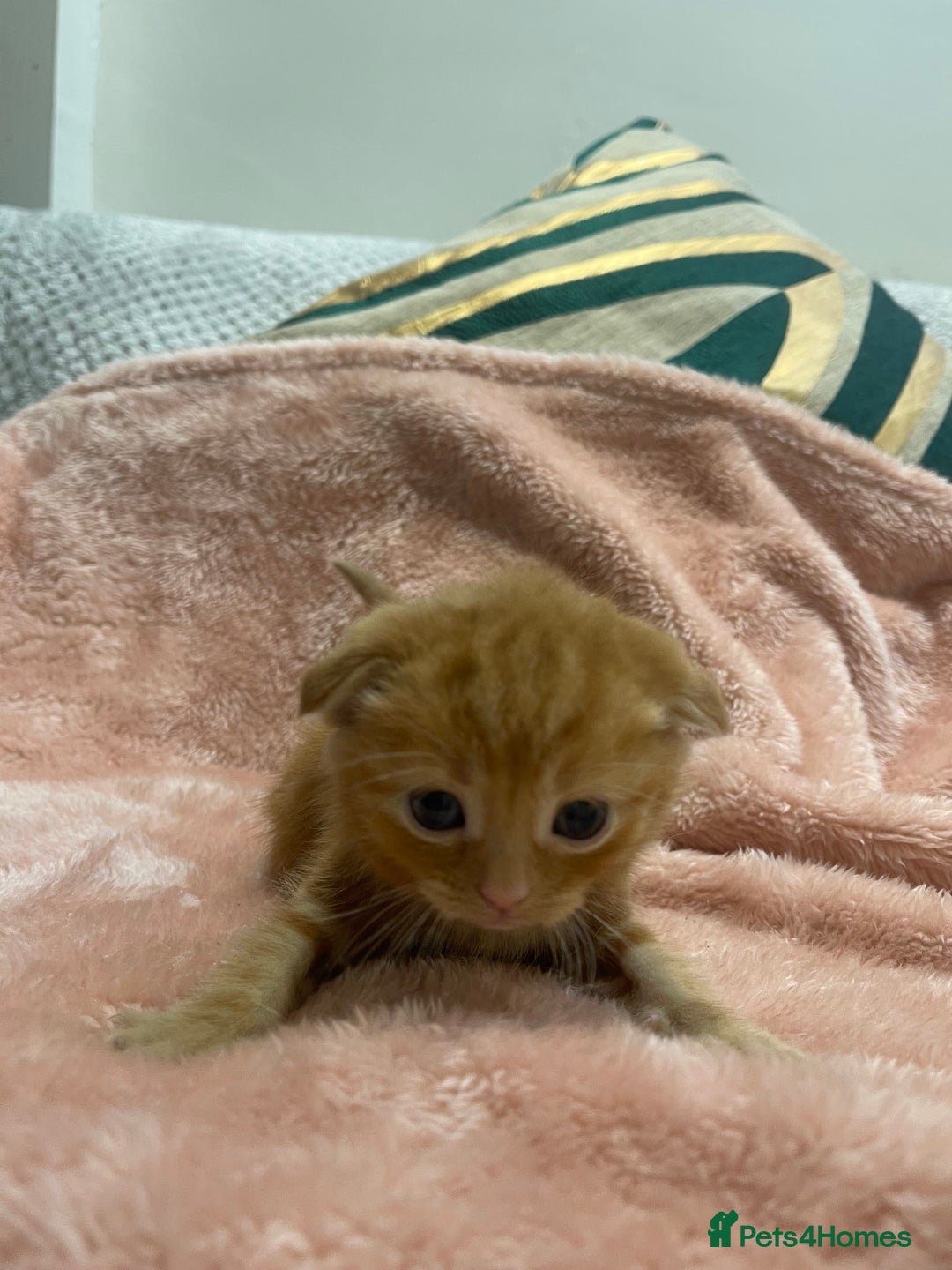 Scottish Fold cats for sale: Scottish fold kittens for sale  - Image 16
