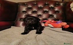 Cockerdor dogs for sale: Cockerdor Puppies looking for their forever homes. - Image 3